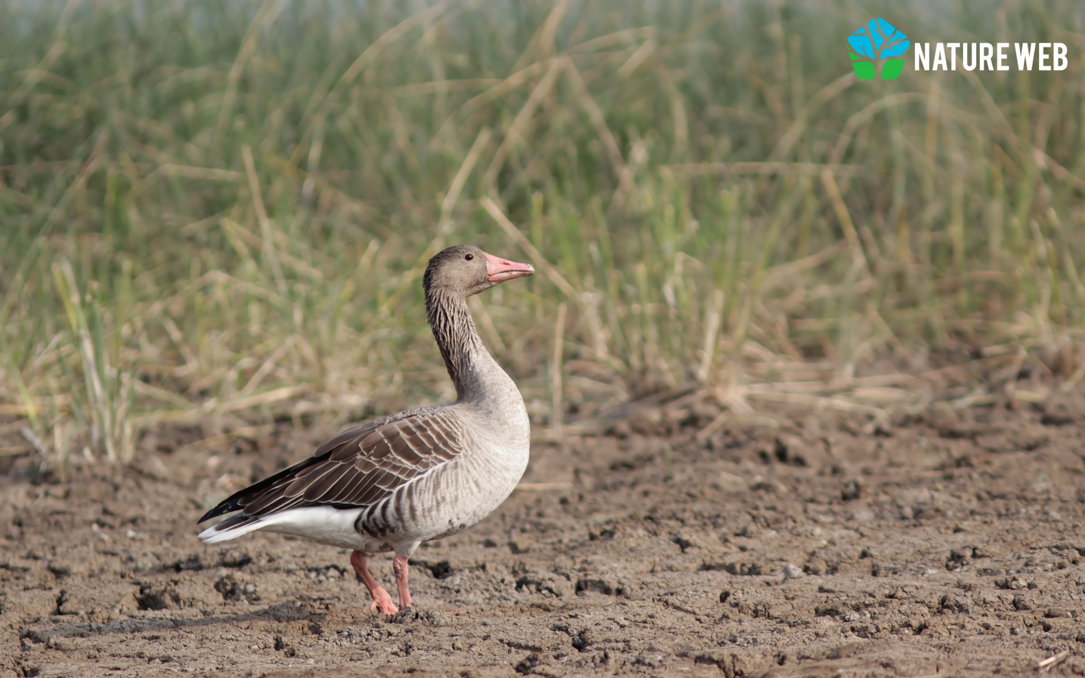 Greylag Goose